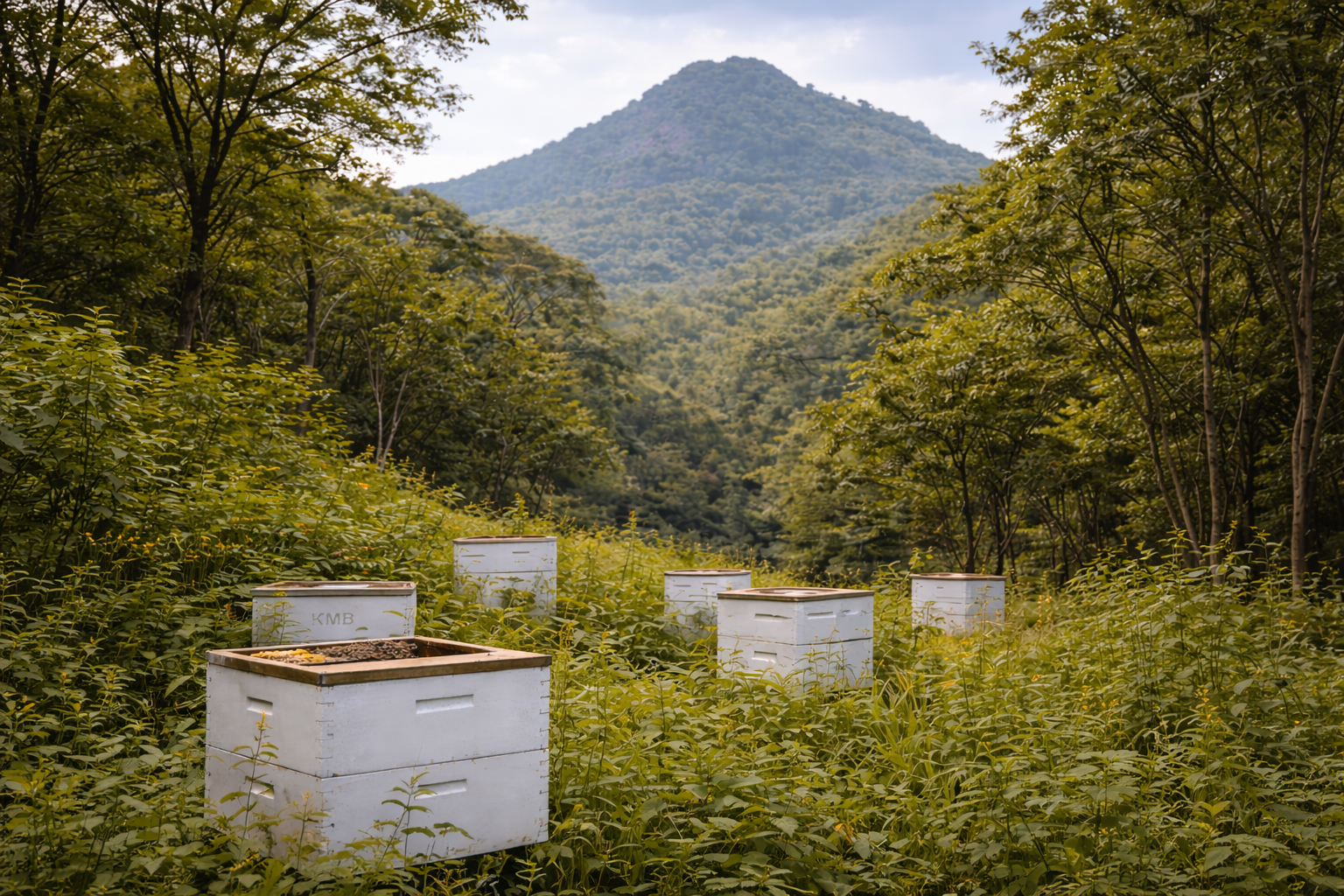 Mountain Hives